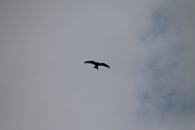 Low angle view of silhouette bird flying in sky