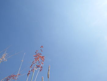 Low angle view of flowering plants against clear blue sky