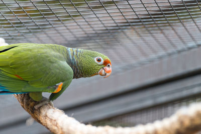 Close-up of parrot in cage