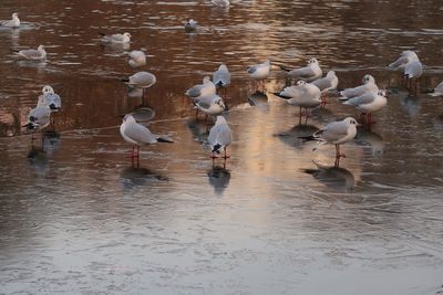 Birds in lake