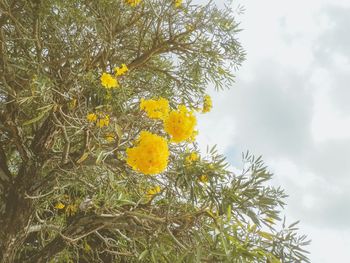 Close-up of yellow flower tree against sky