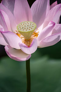 Close-up of pink water lily in pond