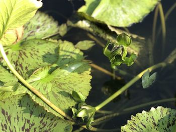 Close-up of fresh green leaves