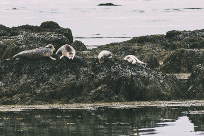 Seals on rock by lake