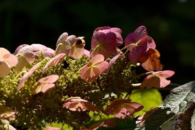 Close-up of pink flowering plants