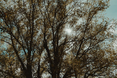 Low angle view of trees against sky