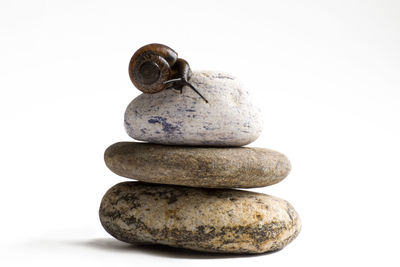 Close-up of crab on rock against white background