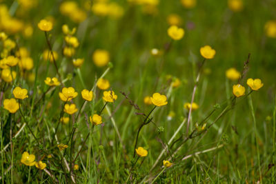 Close-up of yellow flowers in field