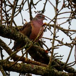 Low angle view of bird perching on tree against sky