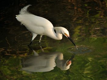 Close-up side view of a bird with reflection in water