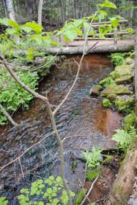 Close-up of plants in water