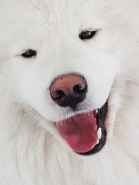 Close-up portrait of a dog