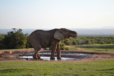 African elephant in pond at addo elephant national park