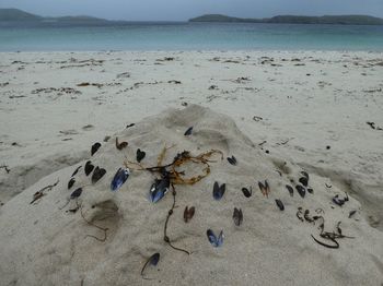 Mussel sandcastle on isle of lewi