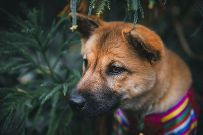 Close-up of dog looking away