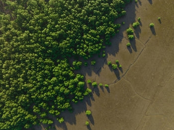 Green mangrove forest with morning sunlight. mangrove ecosystem. natural carbon sinks. mangroves 