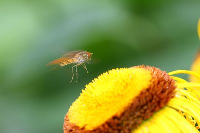 Close-up of insect hovering by yellow flower