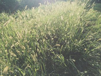 Close-up of grass growing on field
