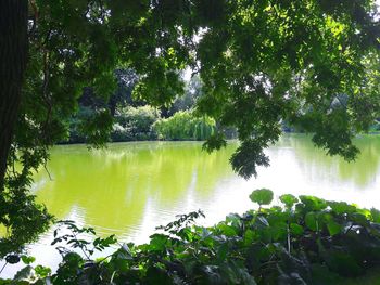 Reflection of trees in lake