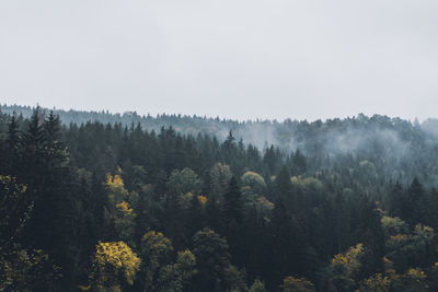 Scenic view of forest against sky during autumn