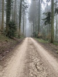 Dirt road amidst trees in forest