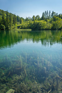 Reflection of trees in lake