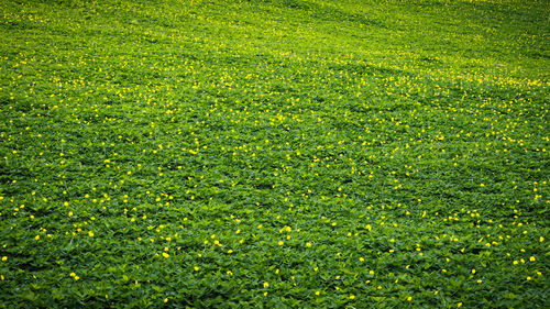 Full frame shot of fresh green grass in field