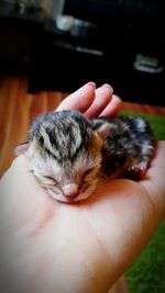 Close-up of hand holding newborn kitten