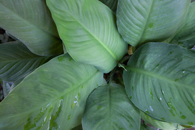 Full frame shot of wet leaves