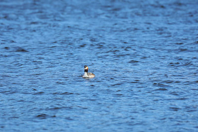 Ducks swimming in sea