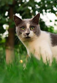 Portrait of a cat on field