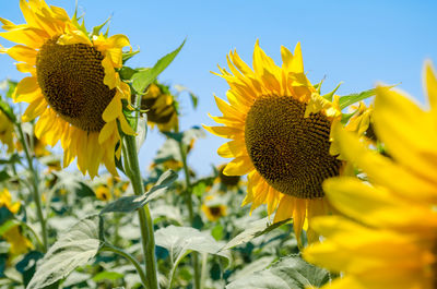 Close-up of bee on sunflower