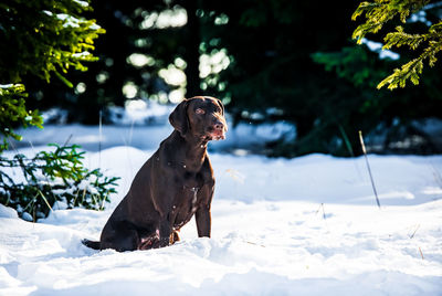 Dog sitting on snow field