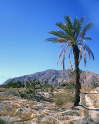 Palm tree against clear blue sky