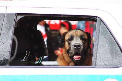 Portrait of dog in car