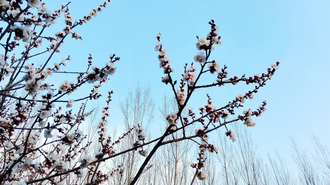 branch, clear sky, low angle view, tree, growth, flower, freshness, nature, beauty in nature, blue, fragility, blossom, twig, sky, day, outdoors, no people, tranquility, springtime, cherry tree