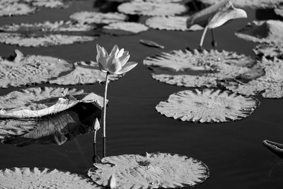 Close-up of lotus water lily in pond