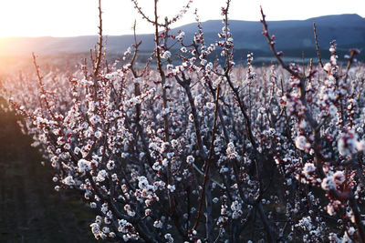 Close-up of flowers blooming on tree
