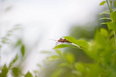 Close-up of insect on leaf