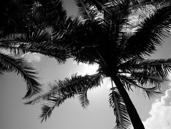 Low angle view of palm tree against sky