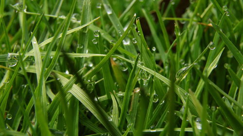 Full frame shot of wet grass