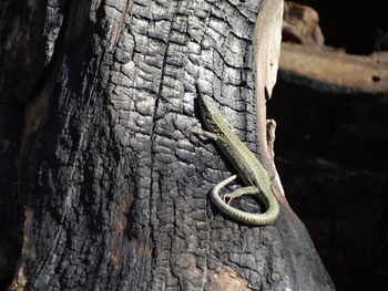 Close-up of lizard on tree