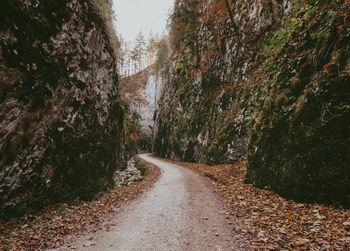 Dirt road along trees and plants