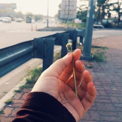 Cropped hand holding tiny flower on sidewalk