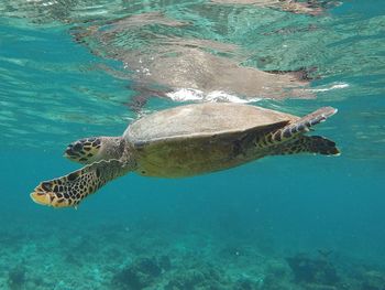 Turtle swimming in sea