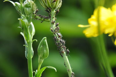 Close-up of insect on plant