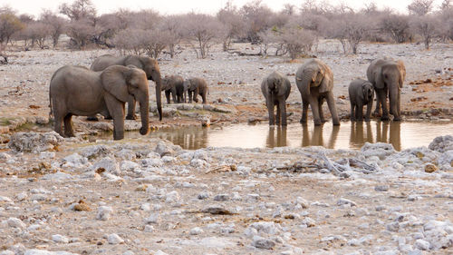 Elephant drinking water in river