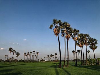 Palm trees on field against clear sky