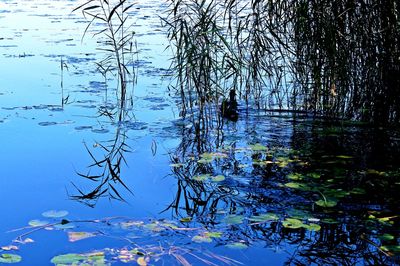 Reflection of tree in lake against sky