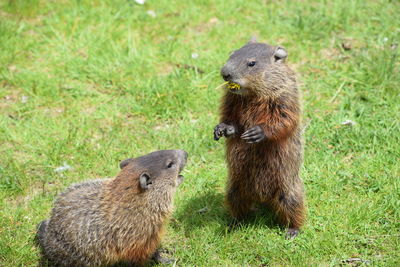 Cute standing up and eating  a dandelion on the grass